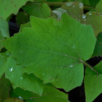 Stylophorum (Chelidonium) lasiocarpum